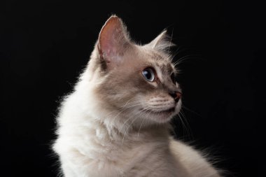 Fotoğraf için mavi gözlü güzel beyaz kedinin yakın plan portresi. Siyah arka planda izole edilmiş. Sevimli ve sevimli. Sağlıklı hayvan