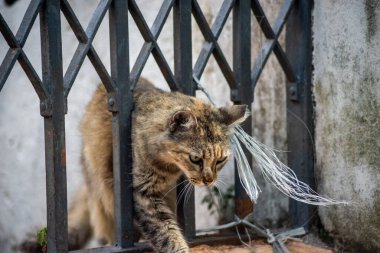 Tekir kedi sokakta tek başına yürüyor. Terk edilmiş ve vahşi bir hayvan. Brezilya.