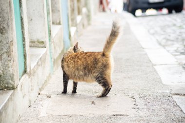 Tekir kedi sokakta tek başına yürüyor. Terk edilmiş ve vahşi bir hayvan. Brezilya.