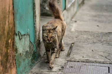 Tekir kedi sokakta tek başına yürüyor. Terk edilmiş ve vahşi bir hayvan. Brezilya.