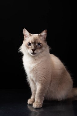 Mavi gözlü güzel beyaz kedi kameraya bakıyor. Oturuyor, siyah arka planda izole edilmiş. Sevimli ve sevimli. Sağlıklı hayvan