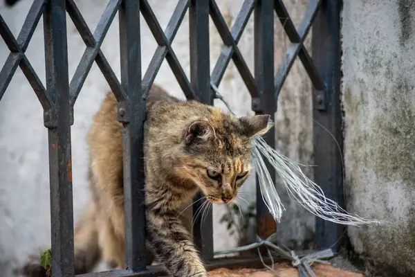 Tekir kedi sokakta tek başına yürüyor. Terk edilmiş ve vahşi bir hayvan. Brezilya.
