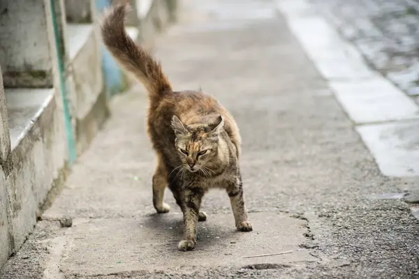 Tekir kedi sokakta tek başına yürüyor. Terk edilmiş ve vahşi bir hayvan. Brezilya.