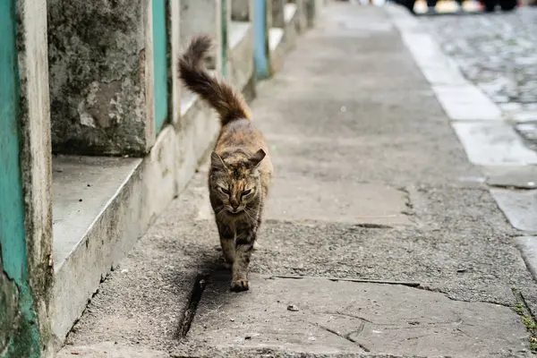 Tekir kedi sokakta tek başına yürüyor. Terk edilmiş ve vahşi bir hayvan. Brezilya.