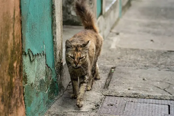 Tekir kedi sokakta tek başına yürüyor. Terk edilmiş ve vahşi bir hayvan. Brezilya.