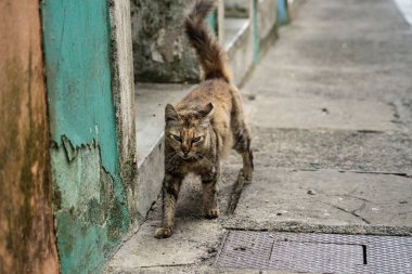 Tekir kedi sokakta tek başına yürüyor. Terk edilmiş ve vahşi bir hayvan. Brezilya.