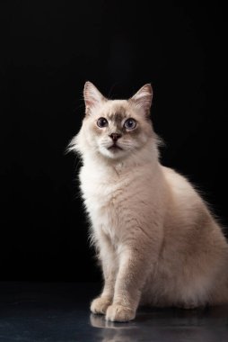 Mavi gözlü güzel beyaz kedi kameraya bakıyor. Oturuyor, siyah arka planda izole edilmiş. Sevimli ve sevimli. Sağlıklı hayvan