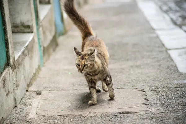 Tekir kedi sokakta tek başına yürüyor. Terk edilmiş ve vahşi bir hayvan. Brezilya.