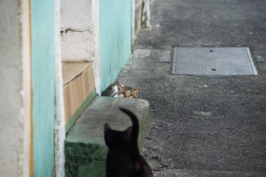 Caddeden farklı renklerde iki kedi, kaldırımda oynuyorlar. Ayrılmaz arkadaşlar. Vahşi hayvanlar. Brezilya