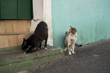 Caddeden farklı renklerde iki kedi, kaldırımda oynuyorlar. Ayrılmaz arkadaşlar. Vahşi hayvanlar. Brezilya