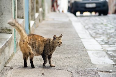 Tekir kedi sokakta tek başına yürüyor. Terk edilmiş ve vahşi bir hayvan. Brezilya.