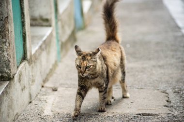 Tekir kedi sokakta tek başına yürüyor. Terk edilmiş ve vahşi bir hayvan. Brezilya.