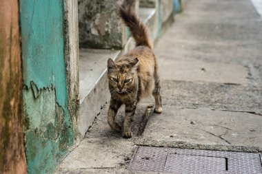 Tekir kedi sokakta tek başına yürüyor. Terk edilmiş ve vahşi bir hayvan. Brezilya.