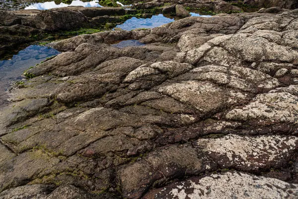 Plajın kenarında dokuyla dolu ıslak kaya oluşumu. Korunmuş çevre. Güç, istikrar ve doğanın saf güzelliği..