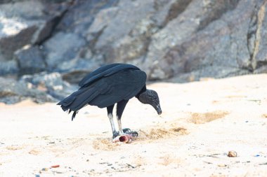 Kumsalda ölü bir balığı yiyen kara bir akbaba. Yiyecek arayan vahşi bir hayvan. Brezilya
