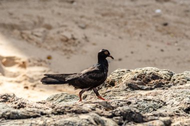 Plajın kayalıklarında yürüyen siyah bir güvercin. Yiyecek arayan vahşi bir hayvan. Brezilya