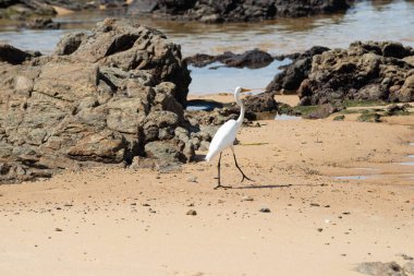 Sahildeki kayalıklarda yürüyen büyük bir balıkçıl. Yiyecek arayan vahşi bir hayvan. Brezilya