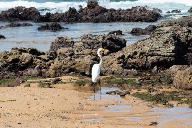 Sahildeki kayalıklarda yürüyen büyük bir balıkçıl. Yiyecek arayan vahşi bir hayvan. Brezilya