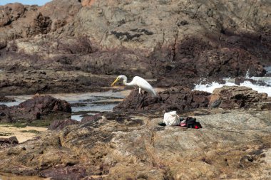 Sahildeki kayalıklarda yürüyen büyük bir balıkçıl. Yiyecek arayan vahşi bir hayvan. Brezilya