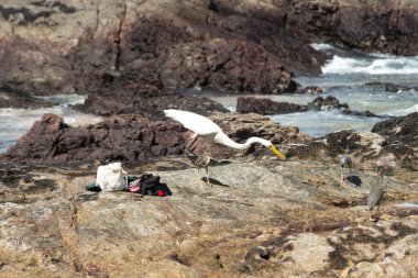 Sahildeki kayalıklarda büyük bir balıkçıl. Yiyecek arayan vahşi bir hayvan. Brezilya