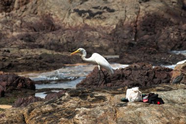 Sahildeki kayalıklarda yürüyen büyük bir balıkçıl. Yiyecek arayan vahşi bir hayvan. Brezilya