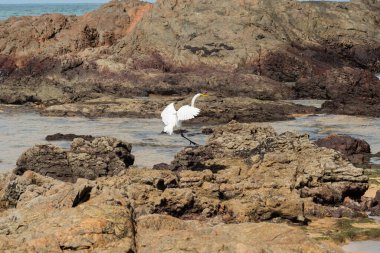 Sahildeki kayalıklarda büyük bir balıkçıl. Yiyecek arayan vahşi bir hayvan. Brezilya