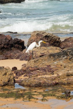 Sahildeki kayalıklarda büyük bir balıkçıl. Yiyecek arayan vahşi bir hayvan. Brezilya