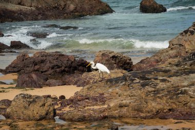 Sahildeki kayalıklarda büyük bir balıkçıl. Yiyecek arayan vahşi bir hayvan. Brezilya