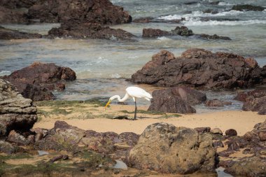 Sahildeki kayalıklarda büyük bir balıkçıl. Yiyecek arayan vahşi bir hayvan. Brezilya