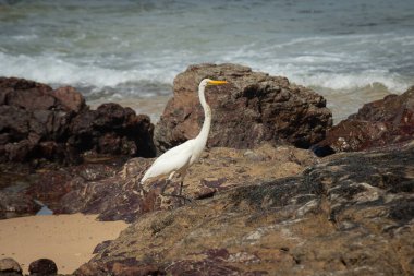 Sahildeki kayalıklarda büyük bir balıkçıl. Yiyecek arayan vahşi bir hayvan. Brezilya