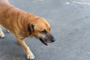 Sabah güneşinde gezen başıboş bir köpek. Yiyecek arayan başıboş bir hayvan.. 
