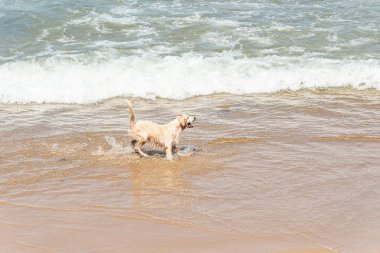 Küçük dalgalarla dolu bir plajın kenarında eğlenen ıslak beyaz bir köpek. Evcil hayvan. Brezilya