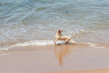 Küçük dalgalarla dolu bir plajın kenarında eğlenen ıslak beyaz bir köpek. Evcil hayvan. Brezilya