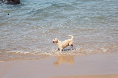 Küçük dalgalarla dolu bir plajın kenarında eğlenen ıslak beyaz bir köpek. Evcil hayvan. Brezilya