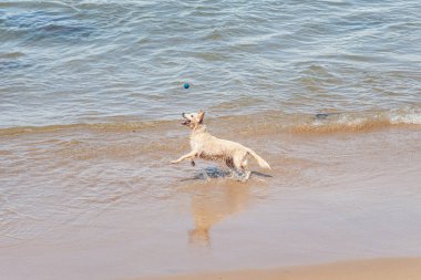 Küçük dalgalarla dolu bir plajın kenarında eğlenen ıslak beyaz bir köpek. Evcil hayvan. Brezilya