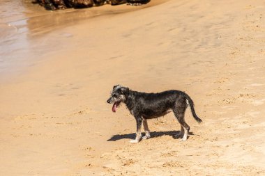 Küçük dalgalarla kumsalda duran siyah bir köpek. Evcil hayvan. Brezilya