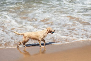 Küçük dalgalarla dolu bir plajın kenarında eğlenen ıslak beyaz bir köpek. Evcil hayvan. Brezilya