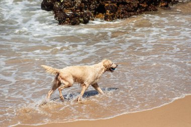 Küçük dalgalarla dolu bir plajın kenarında eğlenen ıslak beyaz bir köpek. Evcil hayvan. Brezilya