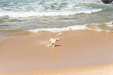 Küçük dalgalarla dolu bir plajın kenarında eğlenen ıslak beyaz bir köpek. Evcil hayvan. Brezilya