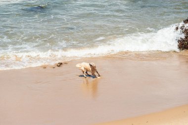 Küçük dalgalarla dolu bir plajın kenarında eğlenen ıslak beyaz bir köpek. Evcil hayvan. Brezilya