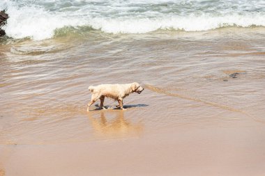 Küçük dalgalarla dolu bir plajın kenarında eğlenen ıslak beyaz bir köpek. Evcil hayvan. Brezilya
