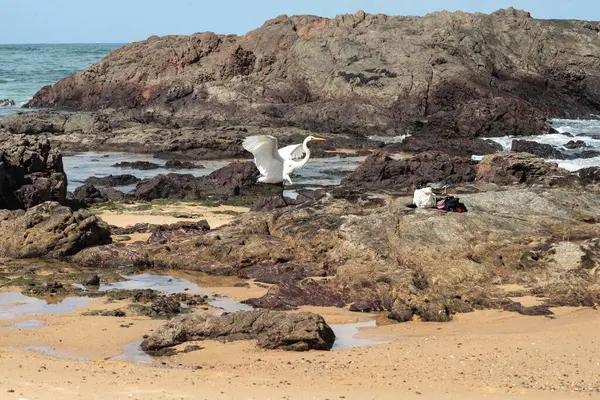 Sahildeki kayalıklarda büyük bir balıkçıl. Yiyecek arayan vahşi bir hayvan. Brezilya