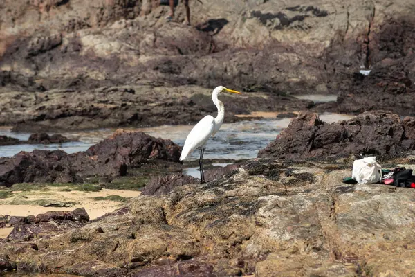 Sahildeki kayalıklarda yürüyen büyük bir balıkçıl. Yiyecek arayan vahşi bir hayvan. Brezilya
