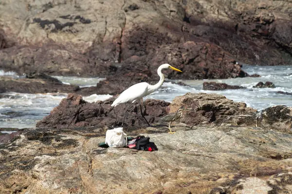 Sahildeki kayalıklarda yürüyen büyük bir balıkçıl. Yiyecek arayan vahşi bir hayvan. Brezilya