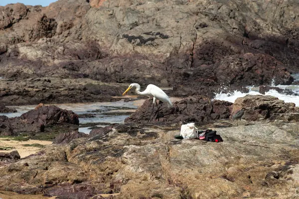 Sahildeki kayalıklarda yürüyen büyük bir balıkçıl. Yiyecek arayan vahşi bir hayvan. Brezilya