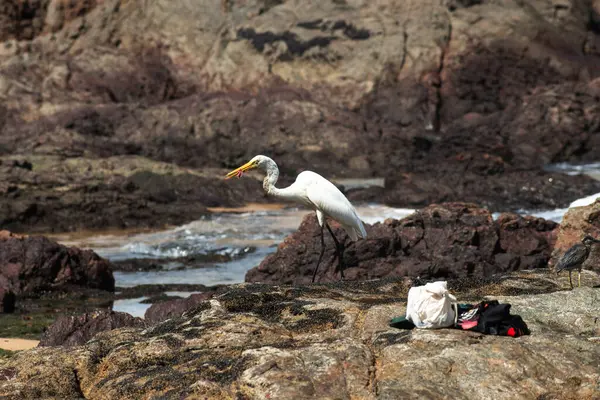 Sahildeki kayalıklarda yürüyen büyük bir balıkçıl. Yiyecek arayan vahşi bir hayvan. Brezilya