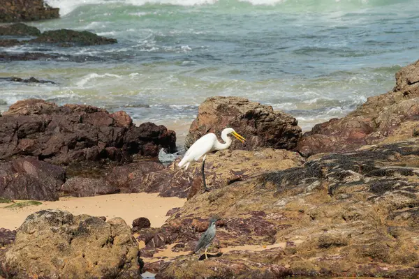 Sahildeki kayalıklarda büyük bir balıkçıl. Yiyecek arayan vahşi bir hayvan. Brezilya