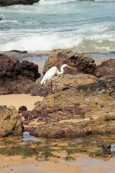Sahildeki kayalıklarda büyük bir balıkçıl. Yiyecek arayan vahşi bir hayvan. Brezilya