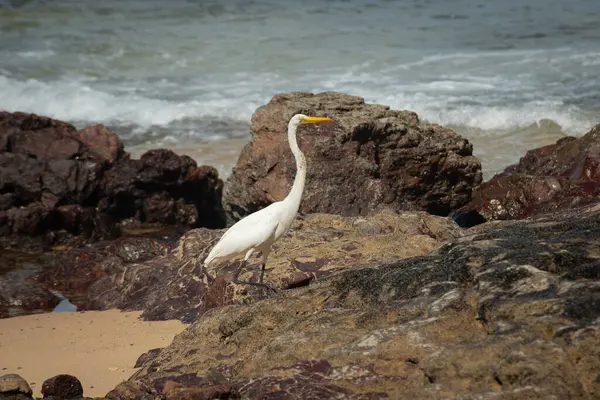 Sahildeki kayalıklarda büyük bir balıkçıl. Yiyecek arayan vahşi bir hayvan. Brezilya