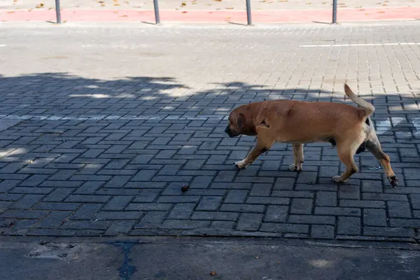 Sabah güneşinde gezen başıboş bir köpek. Yiyecek arayan başıboş bir hayvan.. 